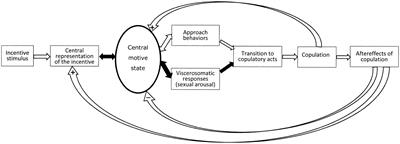 The elusive concept of sexual motivation: can it be anchored in the nervous system?